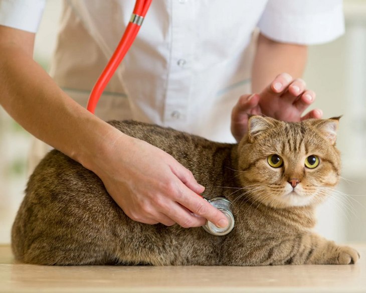 Five Benefits of Opting for Professional Pet Care Services